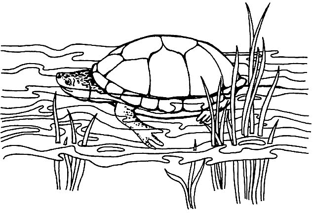 Tortoise coloring pages