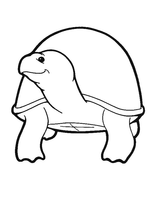 Tortoise coloring pages