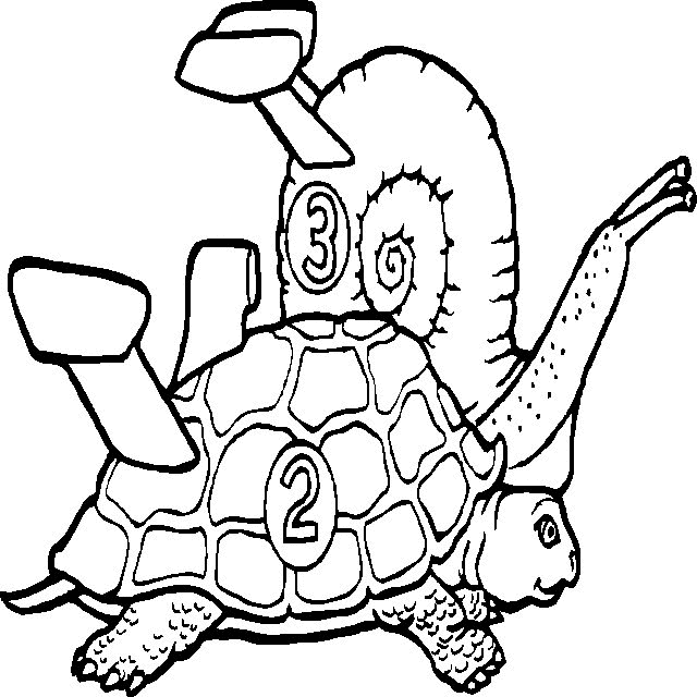 Tortoise