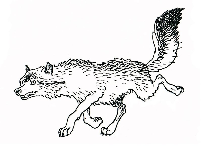 Wolves coloring pages