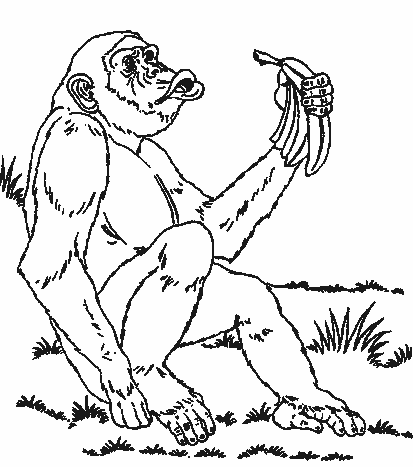 Animals coloring pages