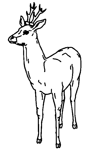 Animals coloring pages