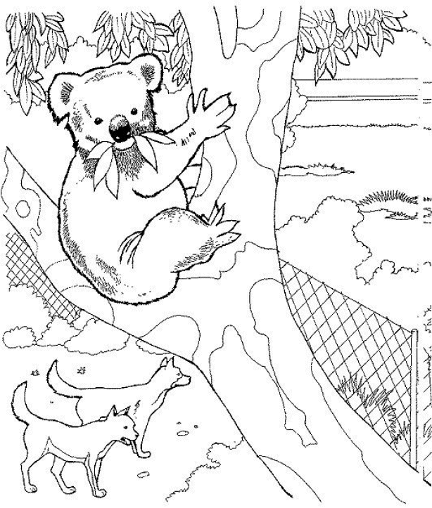 Bear coloring pages