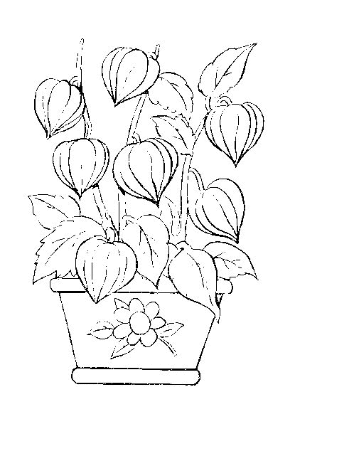 Flowers coloring pages