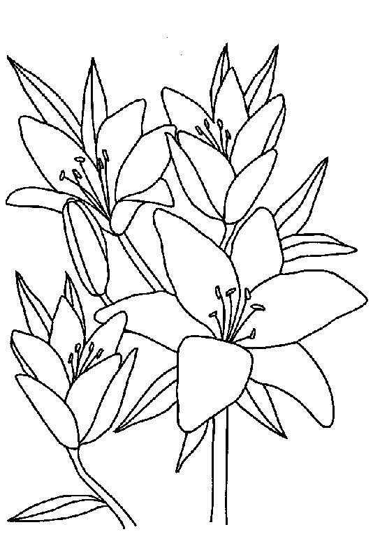 Flowers coloring pages