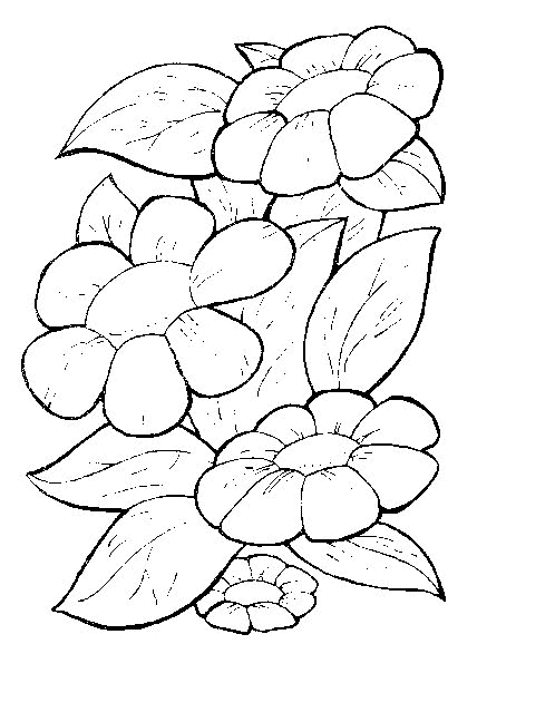 Flowers coloring pages