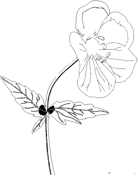 Flowers coloring pages