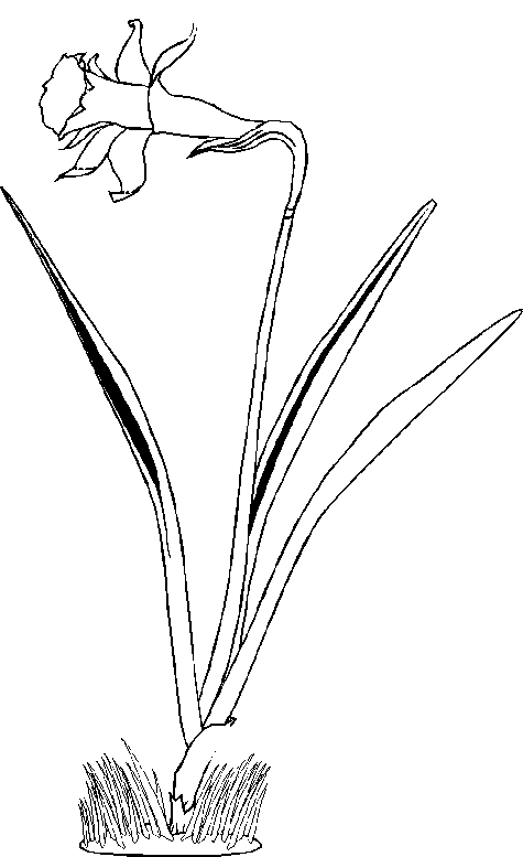 Flowers coloring pages