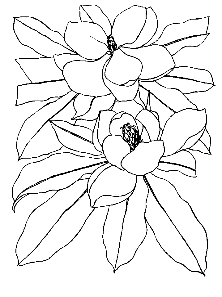 Flowers coloring pages