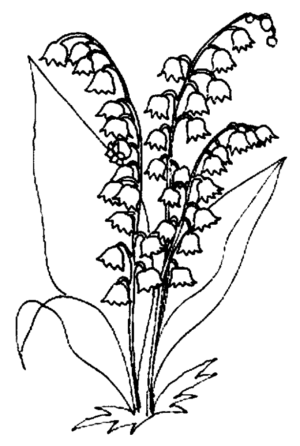 Flowers coloring pages