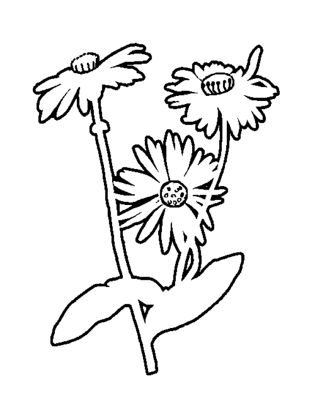 Flowers coloring pages