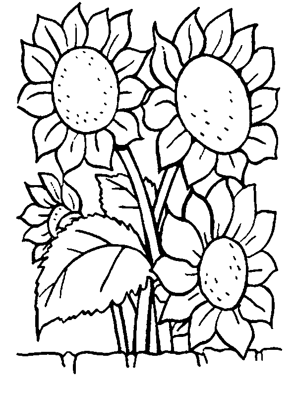 Flowers coloring pages