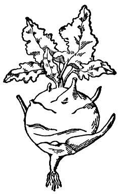 Fruit and vegetables coloring pages