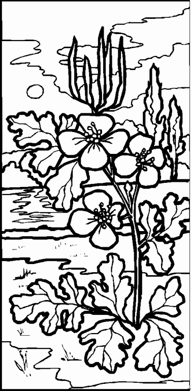 Landscapes coloring pages