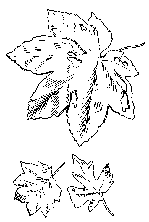 Leaf coloring pages