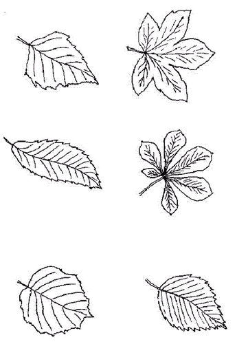 Leaf coloring pages