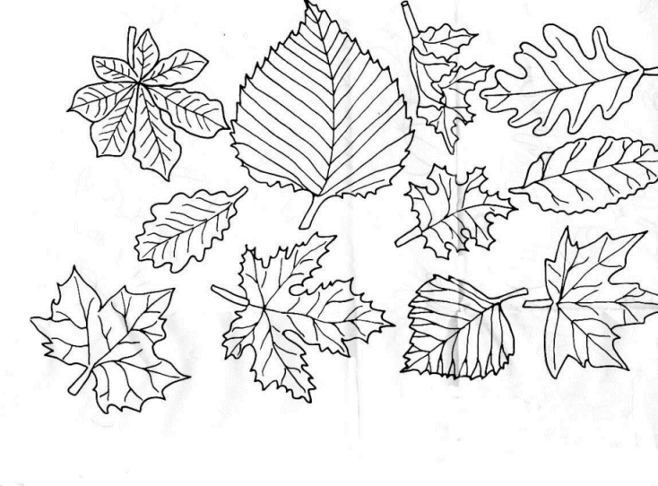 Leaf coloring pages