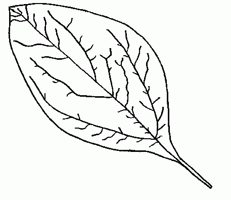 Leaf coloring pages