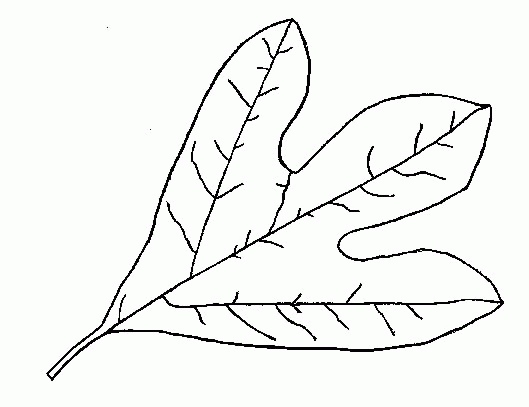 Leaf coloring pages