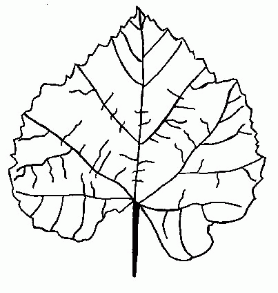 Leaf coloring pages