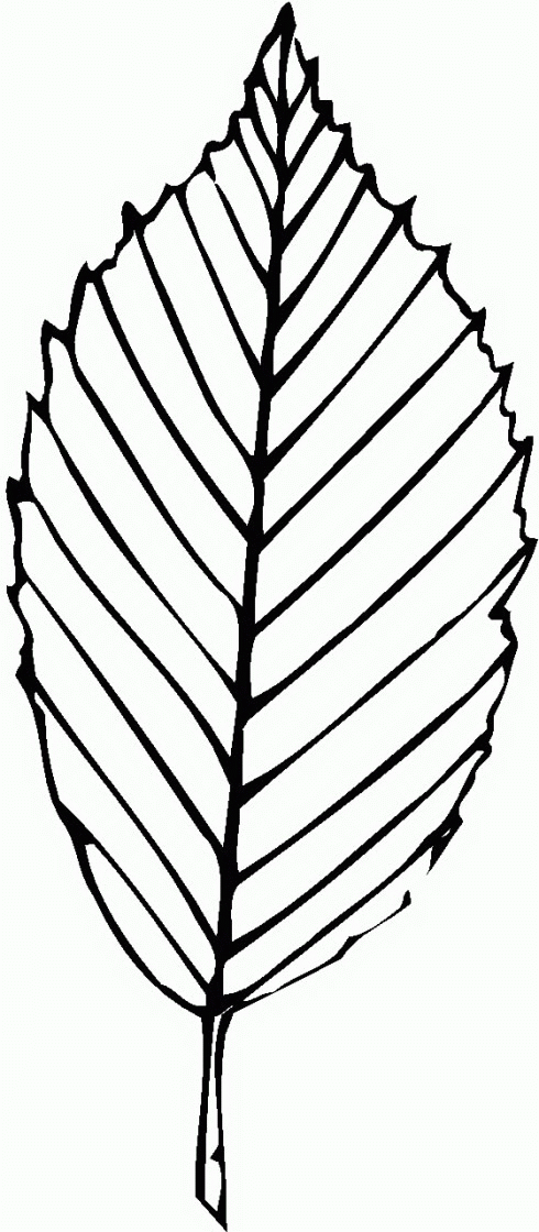 Leaf coloring pages