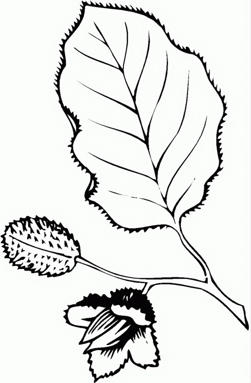 Leaf coloring pages