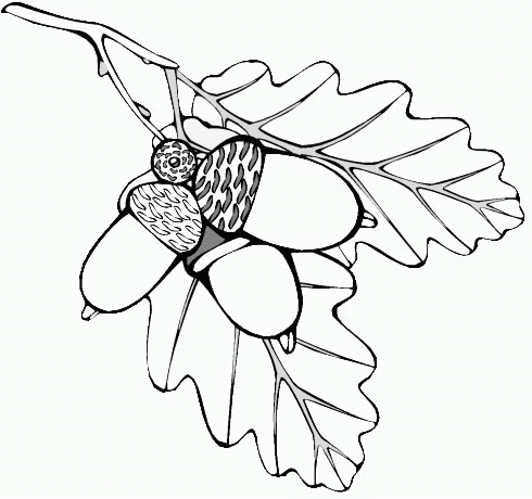 Leaf coloring pages