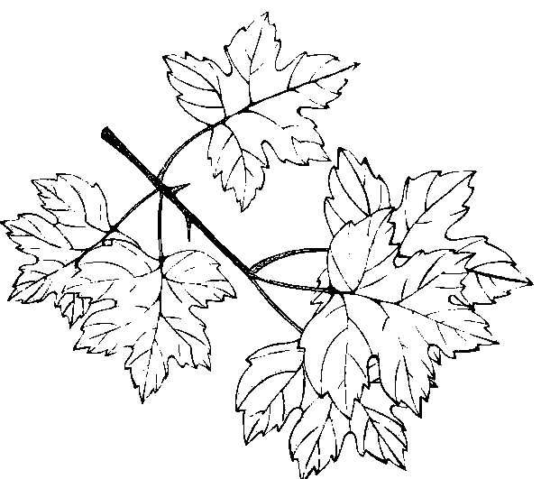 Leaf coloring pages