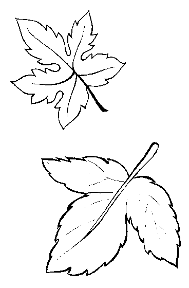 Leaf