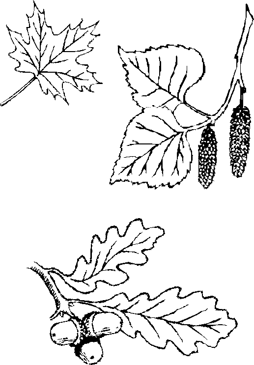 Leaf coloring pages