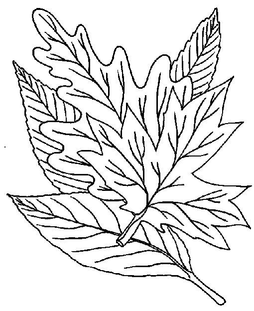 Leaf