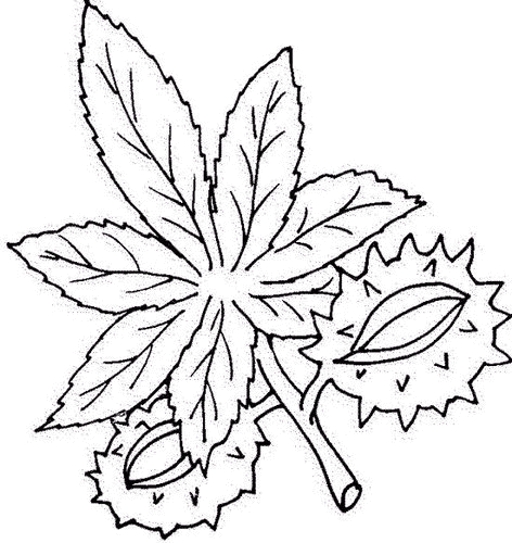 Leaf coloring pages