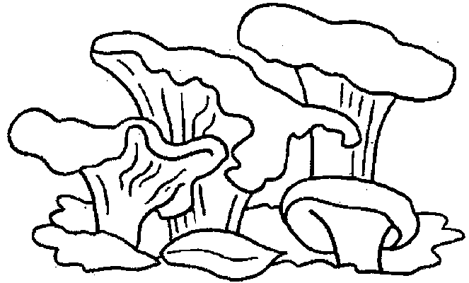 Mushrooms coloring pages