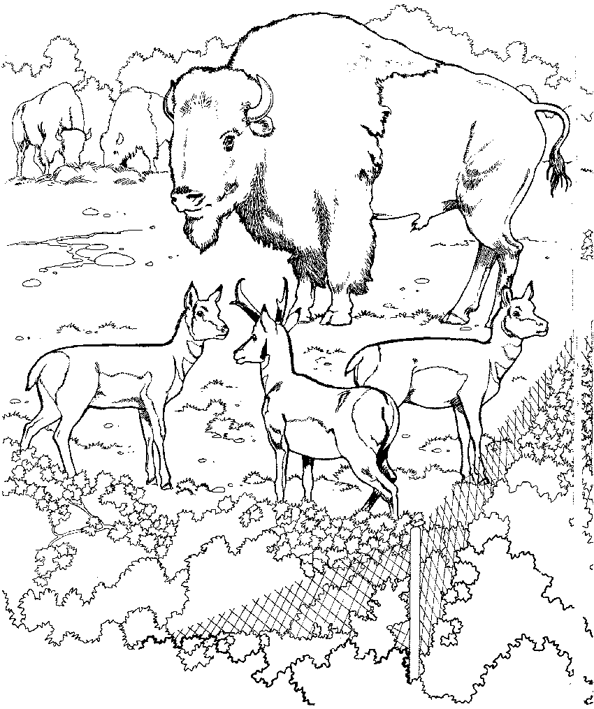 Zoo coloring pages