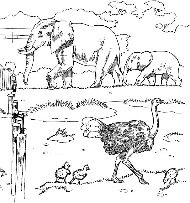 Zoo coloring pages