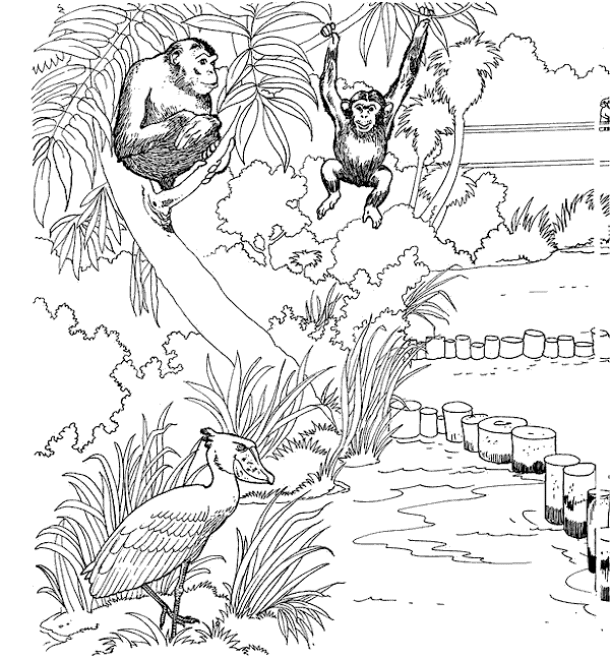 Zoo coloring pages