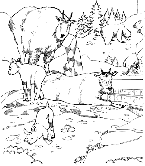 Zoo coloring pages