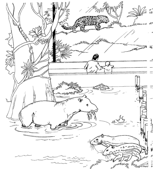 Zoo coloring pages