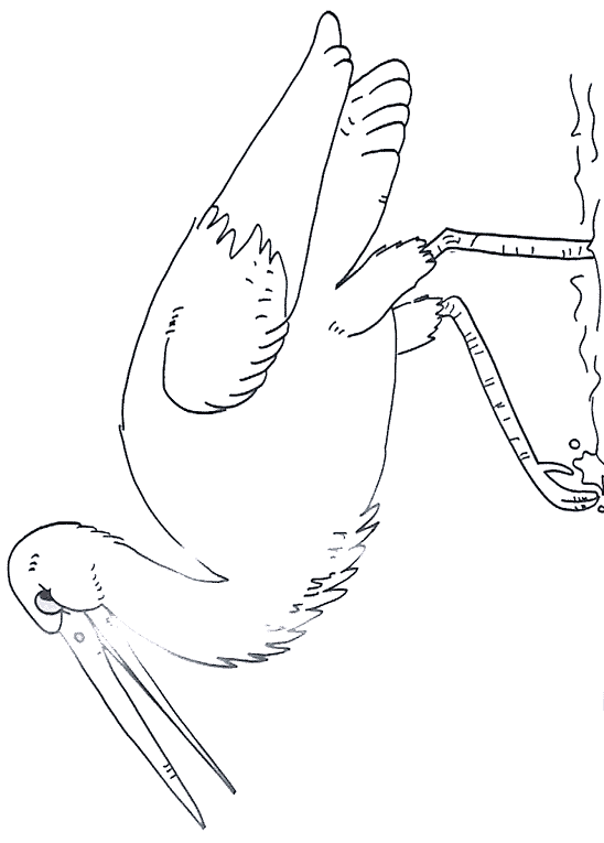 Animalsday coloring pages