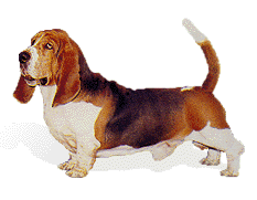 Bassets dog graphics