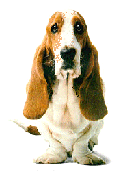 Bassets dog graphics