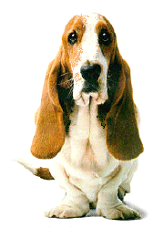 Bassets dog graphics