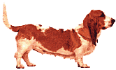 Bassets dog graphics