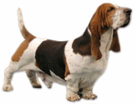 Bassets dog graphics