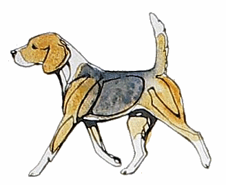 Beagles dog graphics