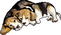 Beagles dog graphics