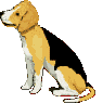 Beagles dog graphics