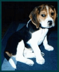 Beagles dog graphics