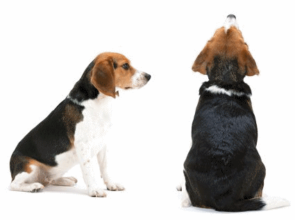 Beagles dog graphics