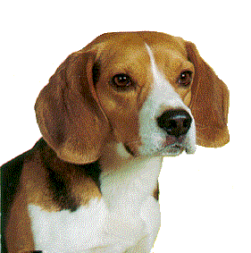 Beagles dog graphics